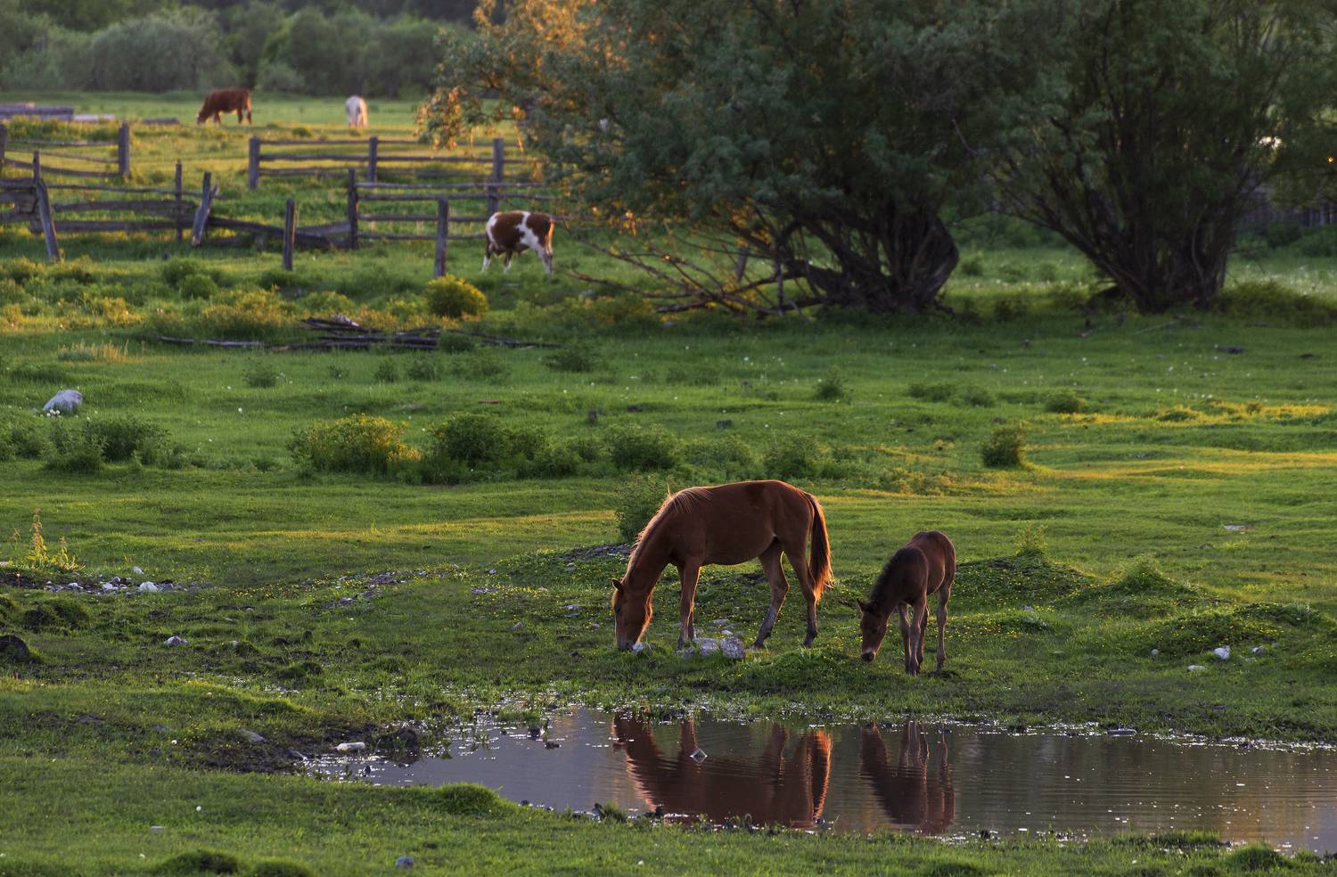 , Дмитрий Новоселов