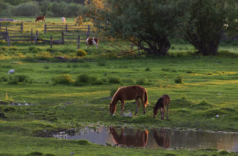 Вечер в Ефремкино. Хакасия. фото превью