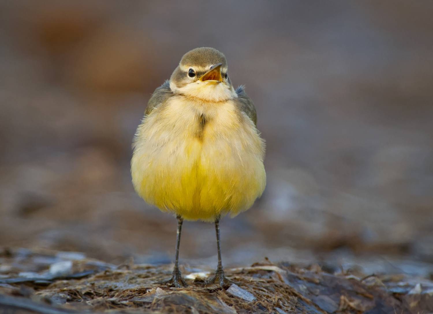 , Евгени Стефанов