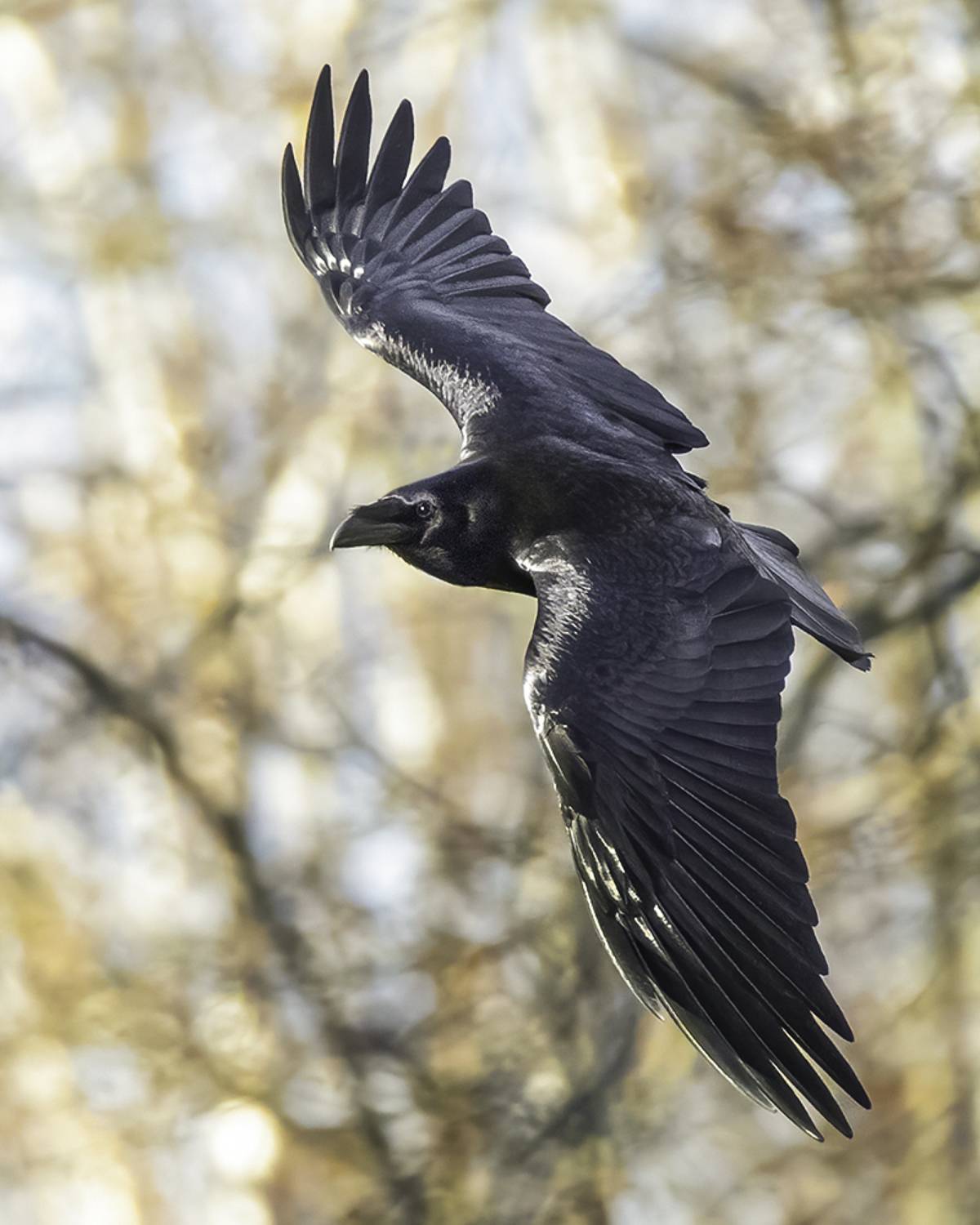 птица, ворон, полёт, лес, Сытина Наталия