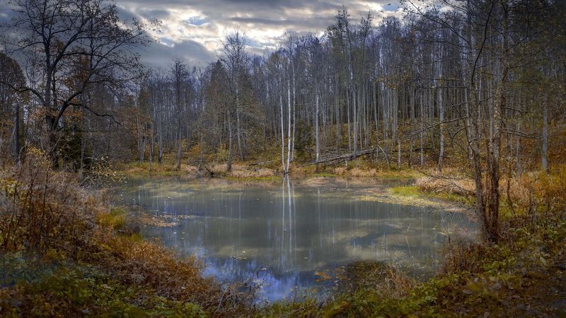 лесное озеро фото превью