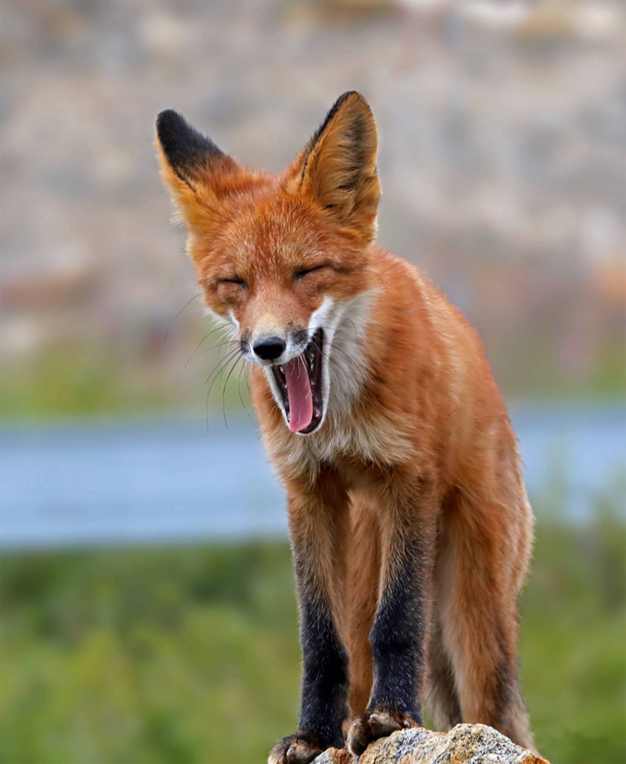 , Дмитрий Елисеев