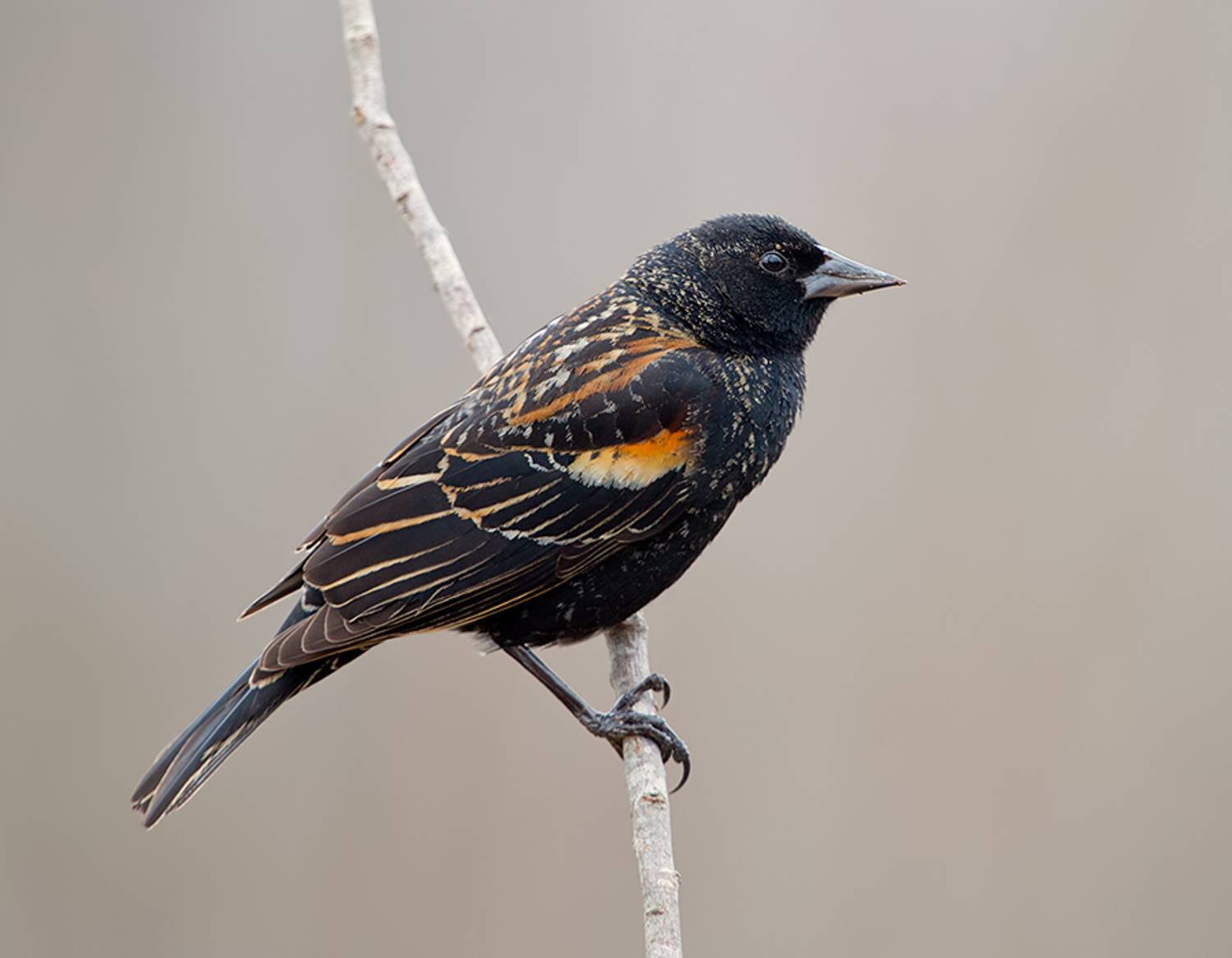 красноплечий чёрный трупиал, red-winged blackbird, трупиал, blackbird, зима, Etkind Elizabeth