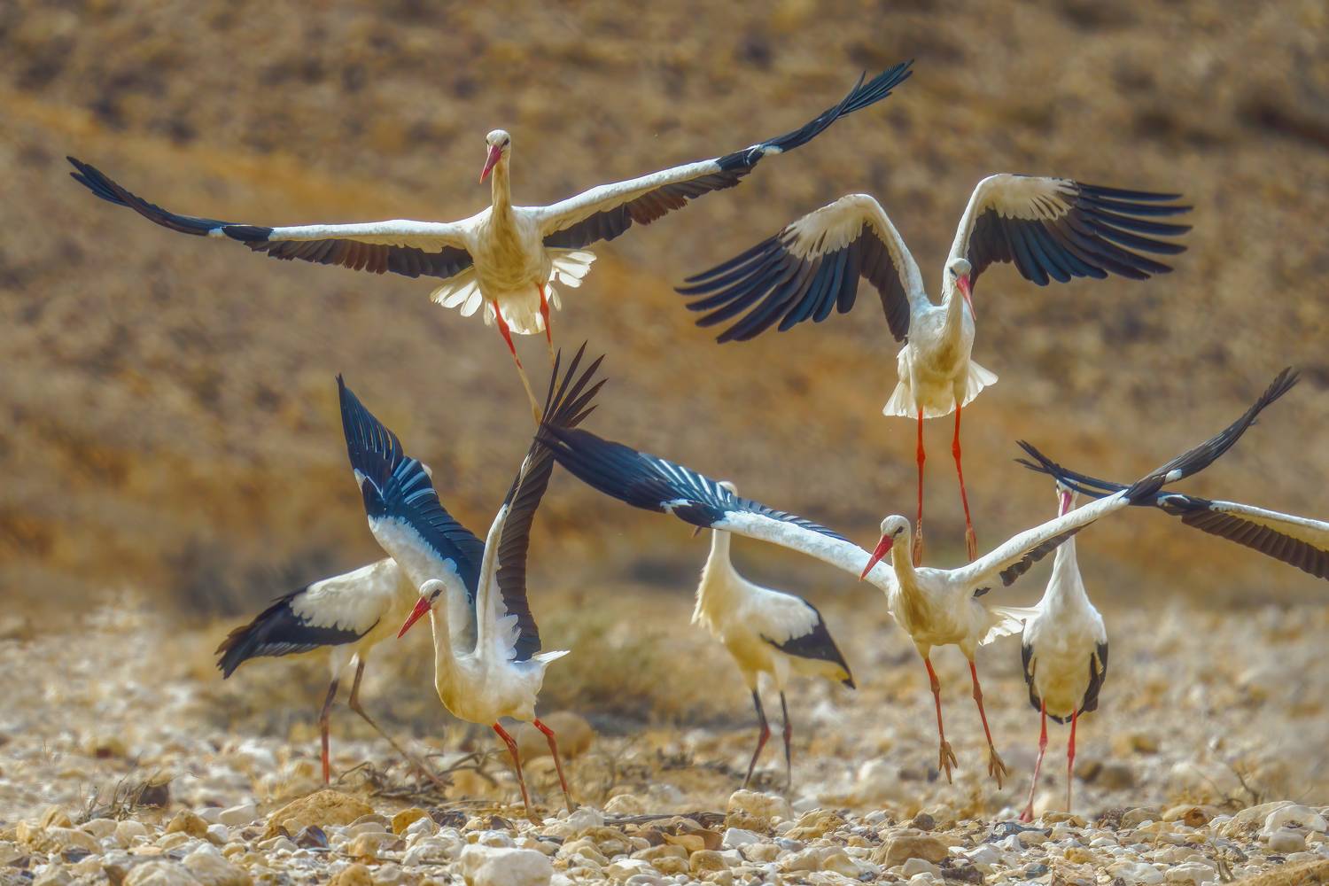 , Шварцман Евгений