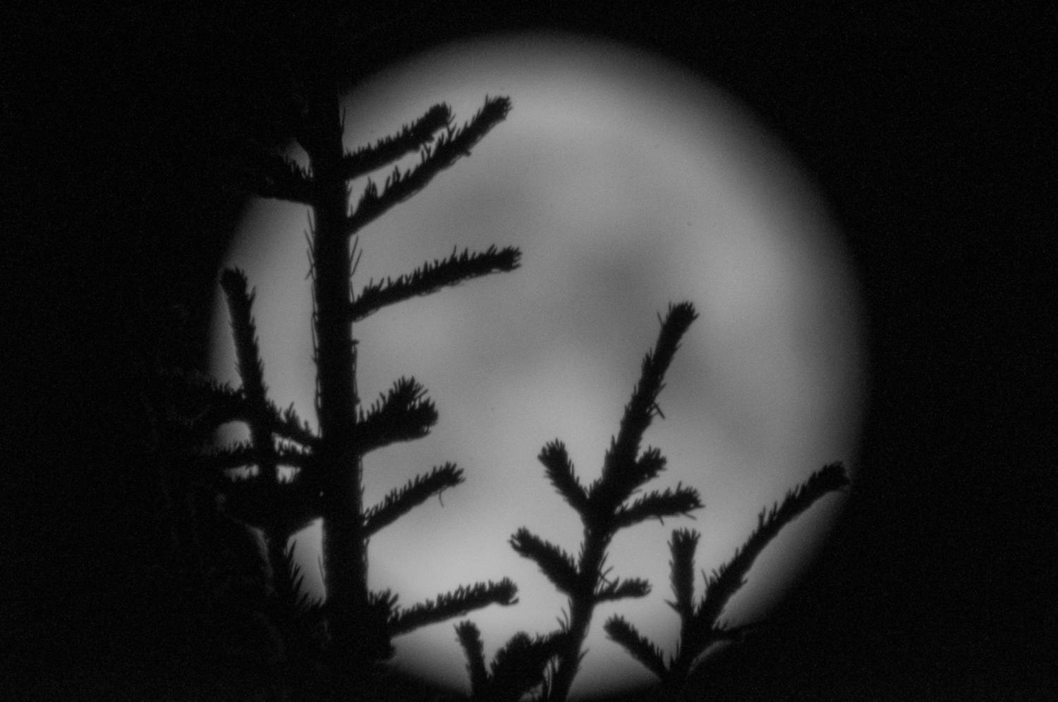 луна, ночь, Кудашкина Ксения