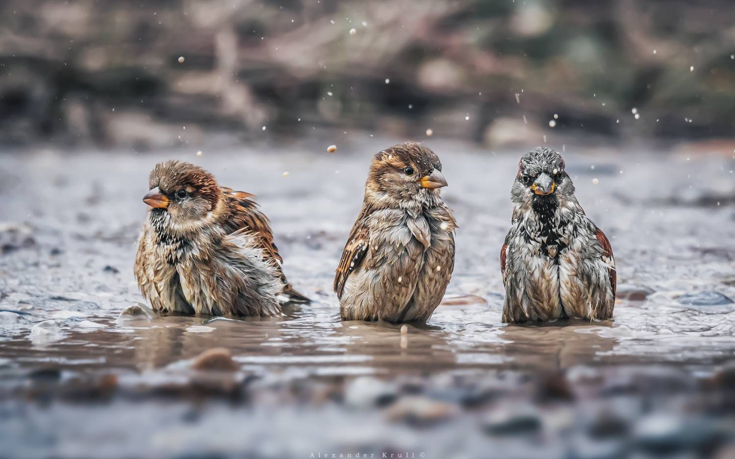 домовый воробей, воробей, купание, баня, Круль Александр