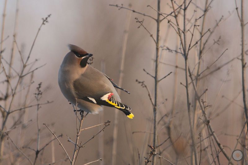 birds, animals, птицы, животные, птица,  свиристель Свиристели фото превью