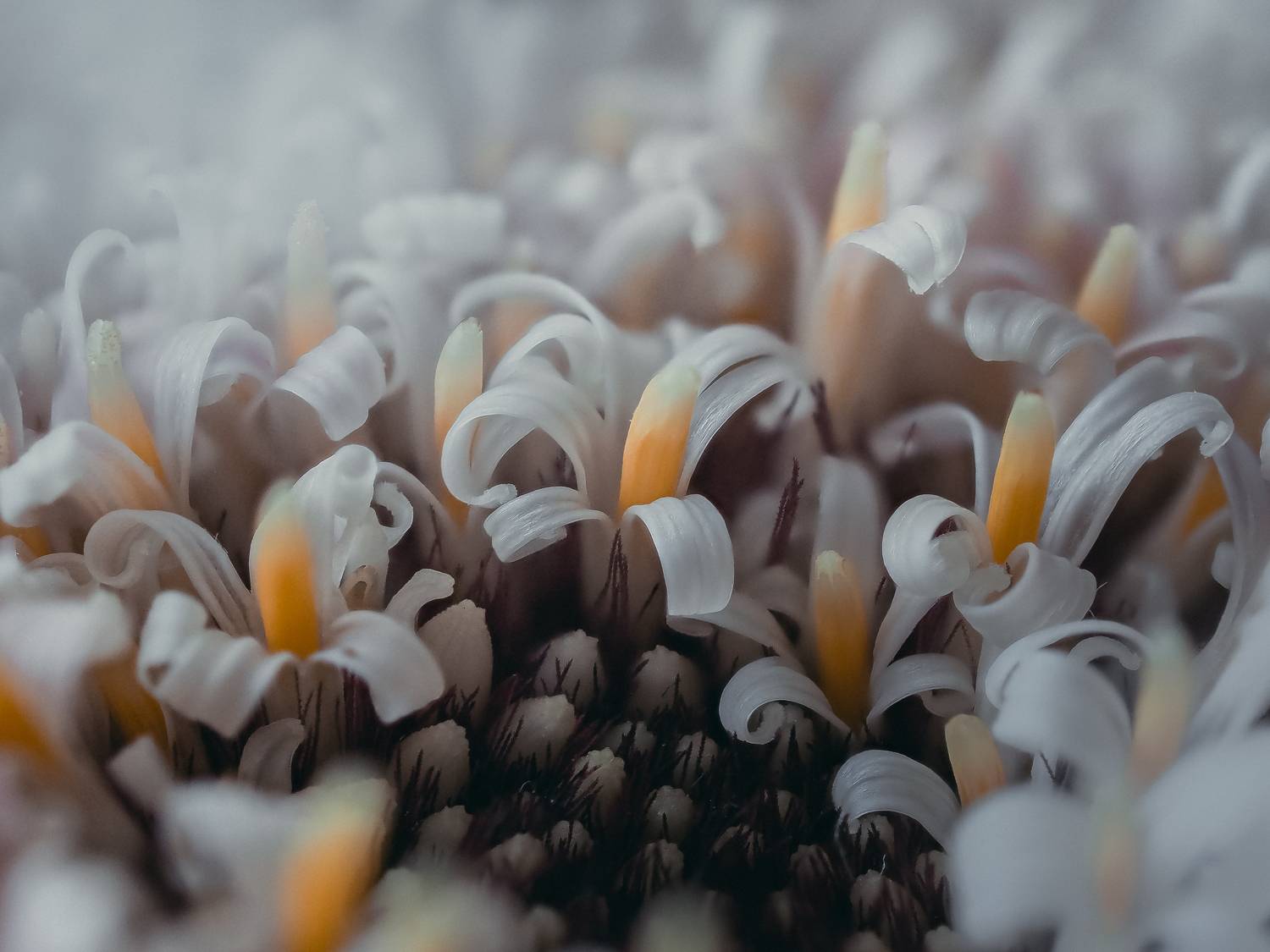 макро, цветок, macro, flower, Протченко Ирина