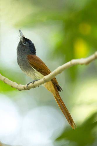 Bird Photography