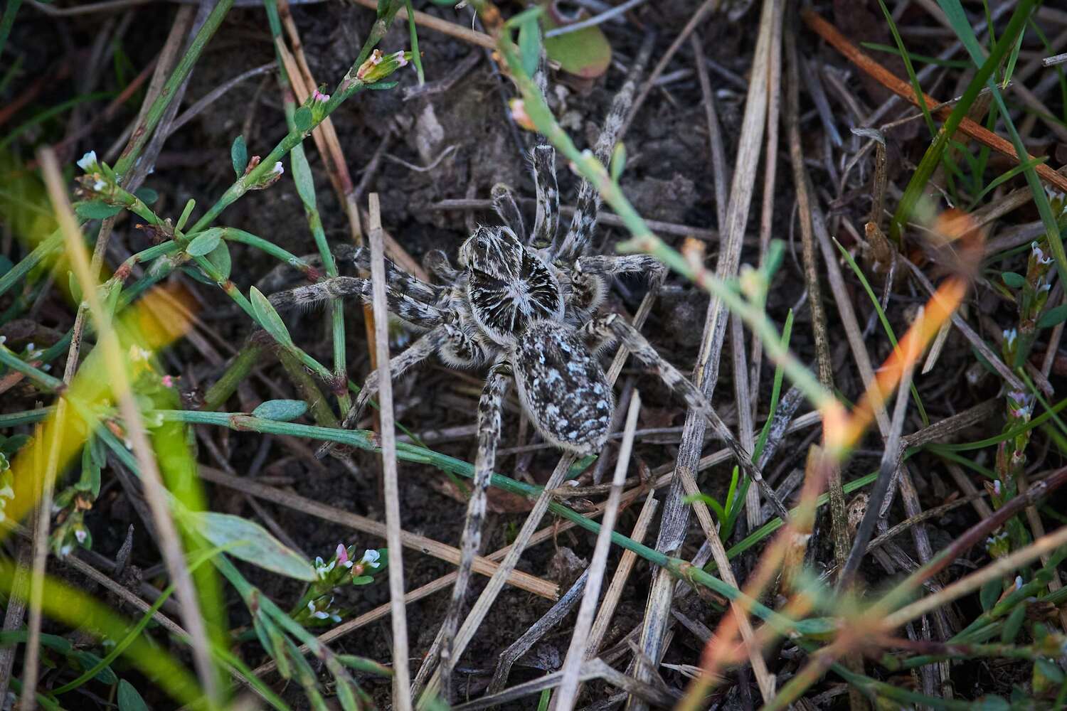 Lycosa singoriensis, spyder, volgograd, russia, wildlife, , Сторчилов Павел