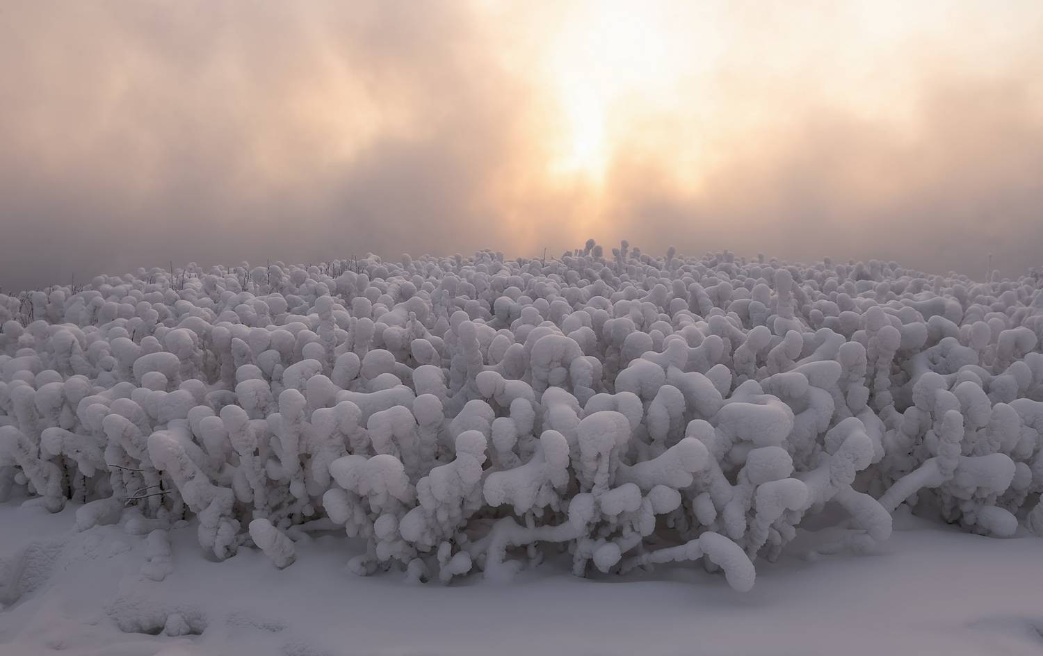 сибирь, мороз, красноярский край, иней, зима, Фомина Марина