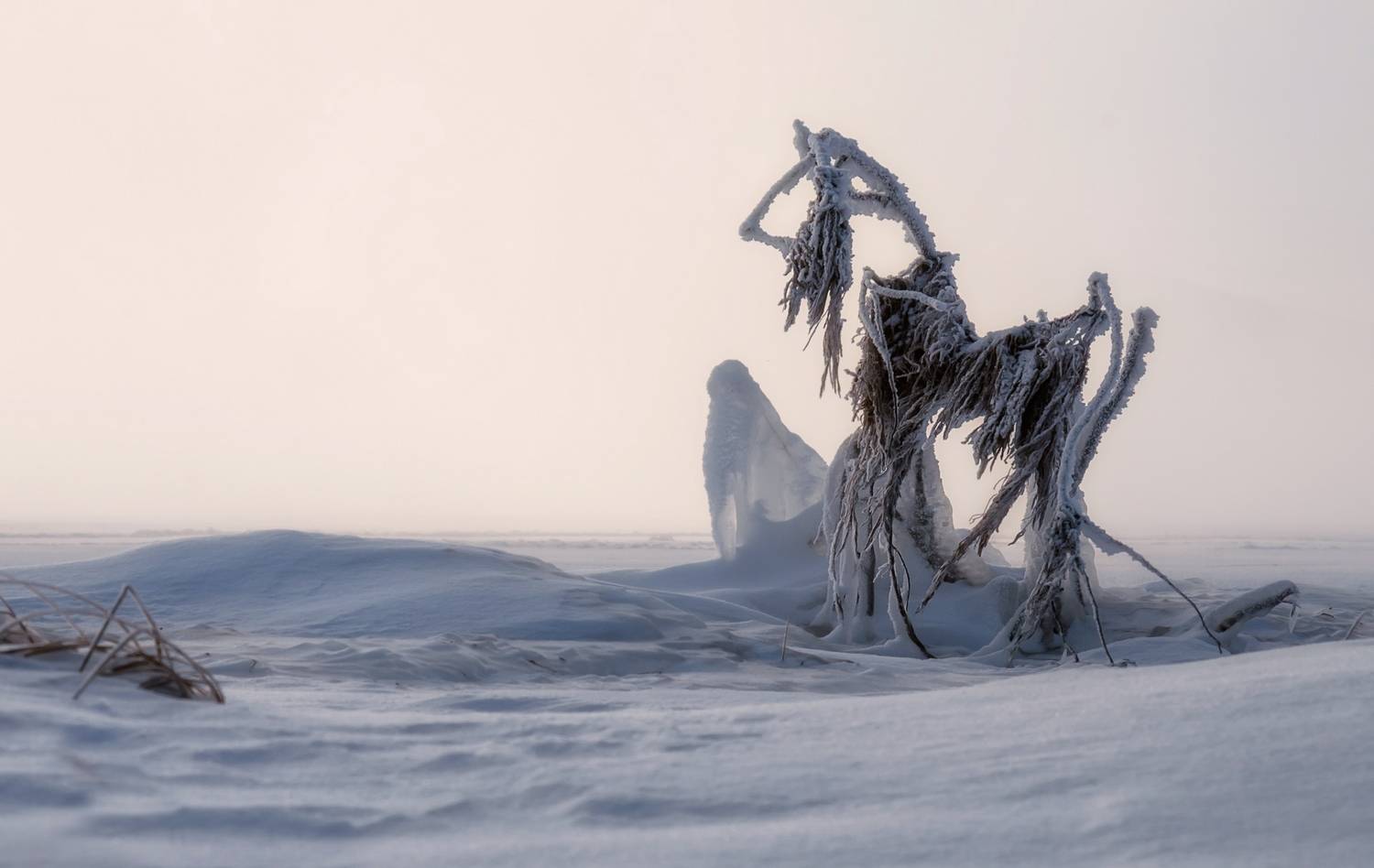 сибирь, мороз, красноярский край, иней, зима, Фомина Марина