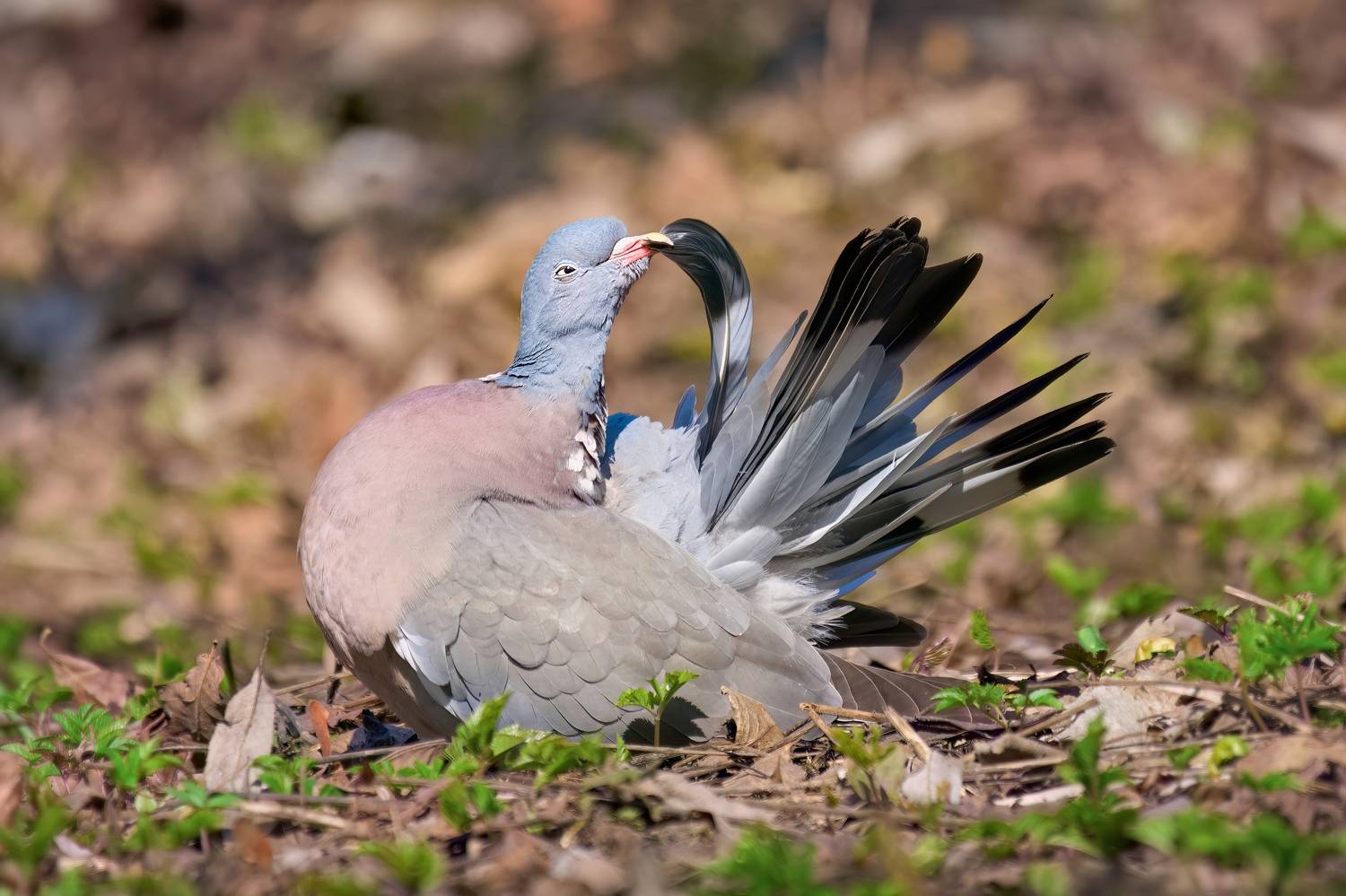 wood pigeon,woodpigeon,pigeon,вяхирь,витютень,лесной голубь,голубь,columba palumbus,, Андрей Гуливанов