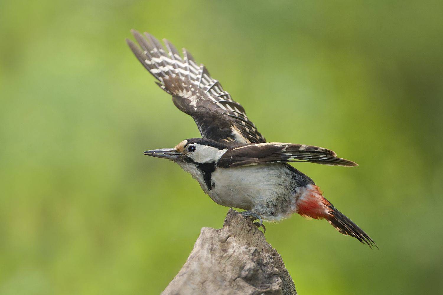 , Евгени Стефанов