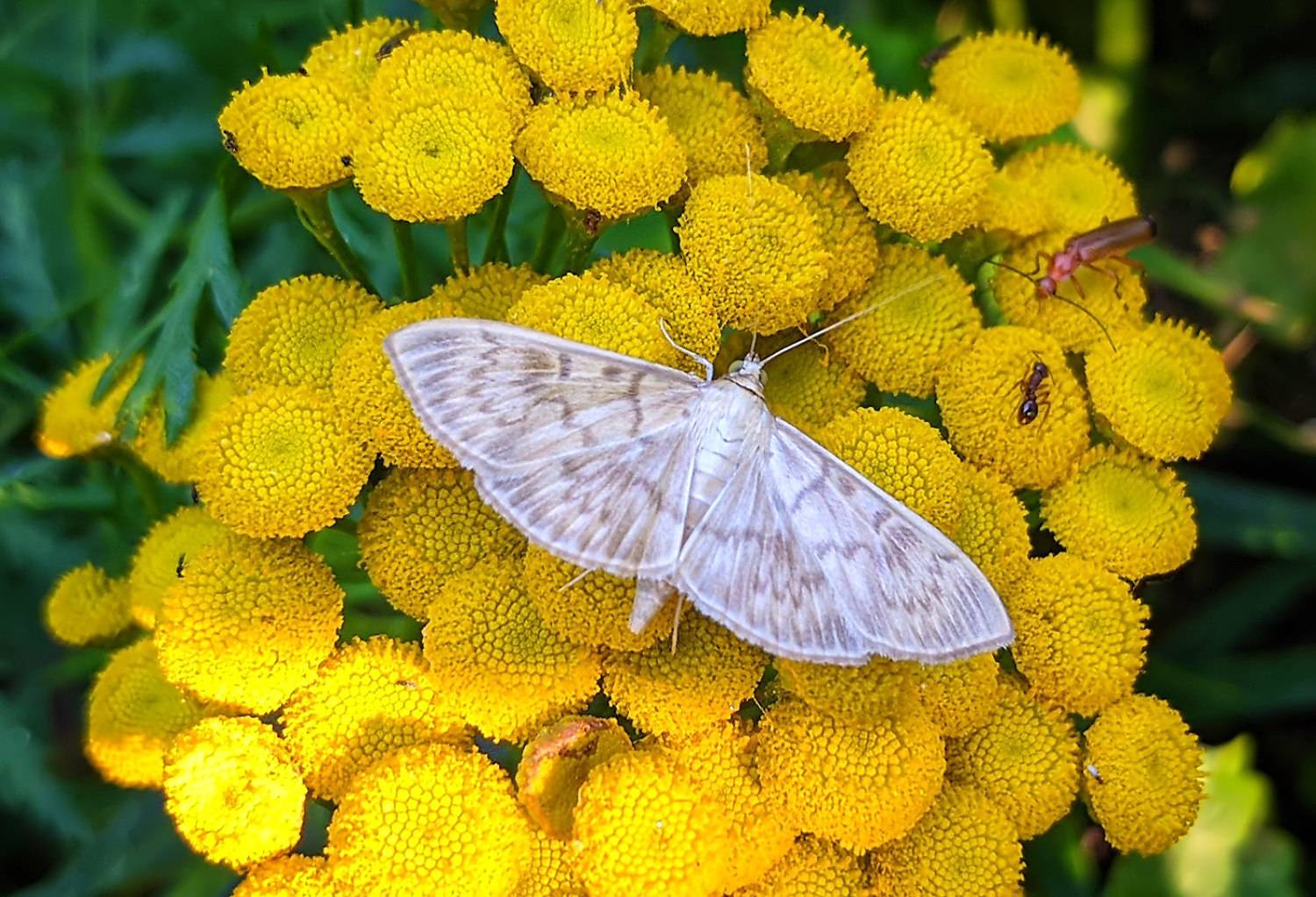 насекомые, бабочка, моль, мотылёк, огнёвка, краспивная, лето, август, мобилография, смартфон, Борис Новиков
