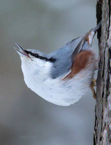 Поползень. (Sitta europaea)