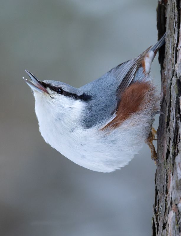 поползень, sitta europaea, фото птиц, птицы Поползень. (Sitta europaea) фото превью