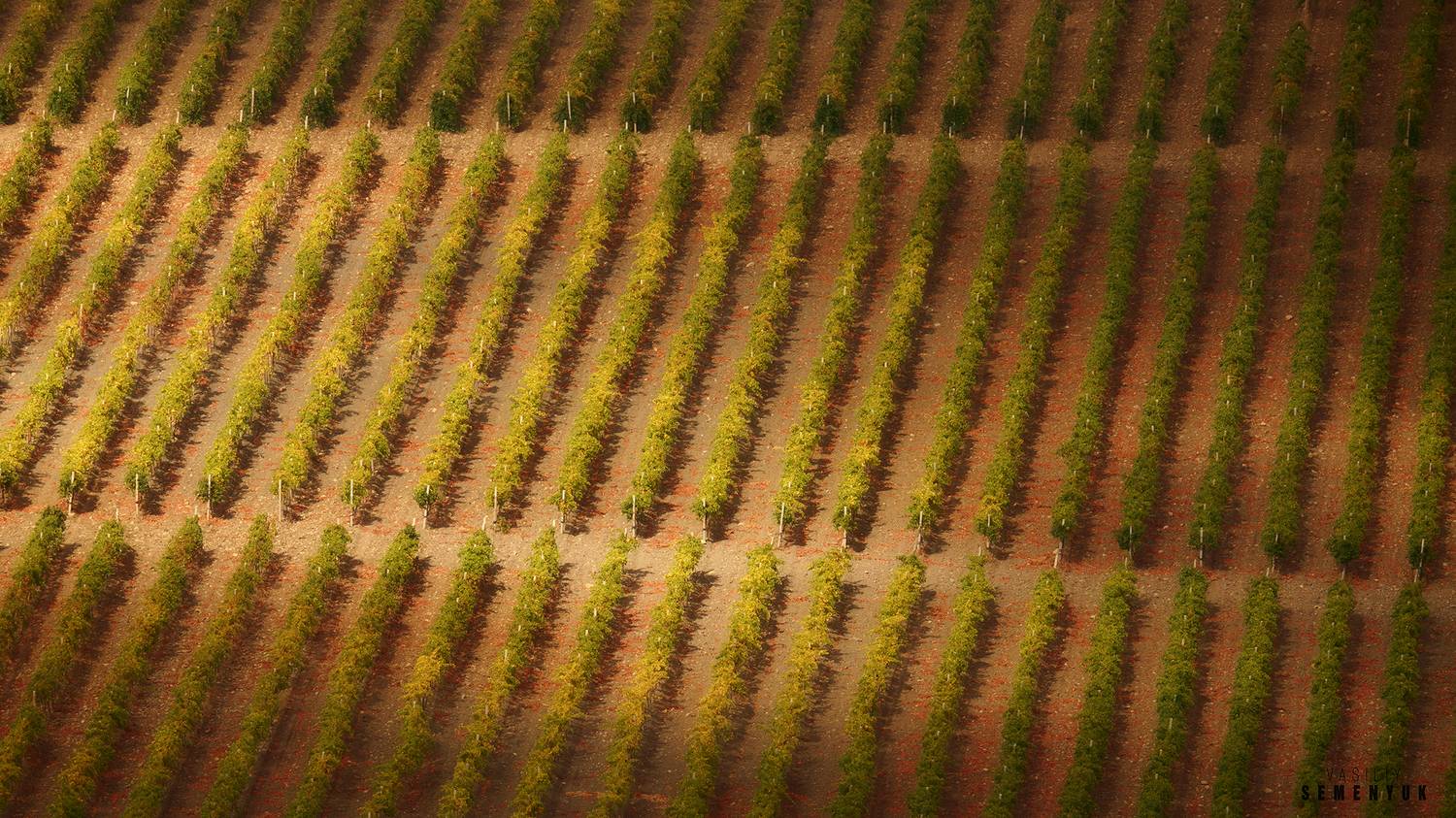 крым, осень, виноград, пейзаж, Семенюк Василий