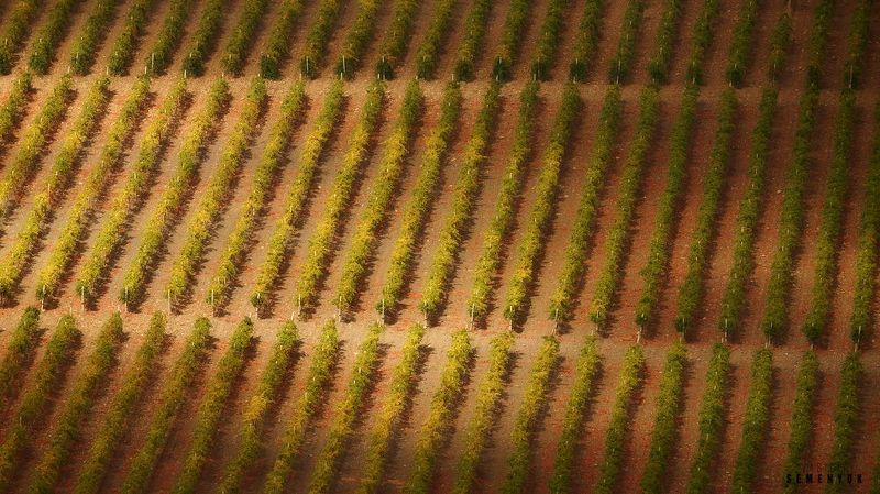 крым, осень, виноград, пейзаж Ритмы крымской осени фото превью