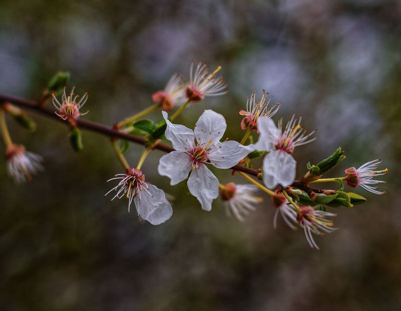 весенние цветы фото превью