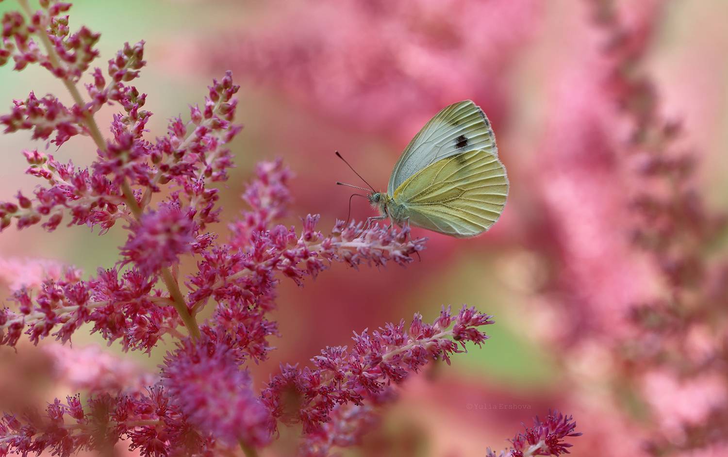 бабочка, Ершова Юлия