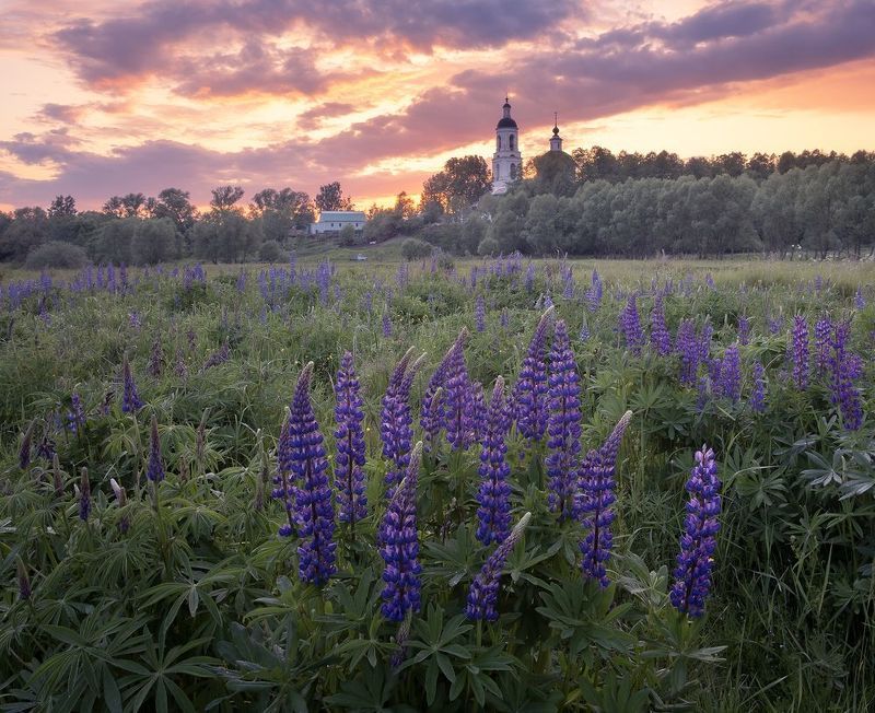 Люпиновый закат фото превью