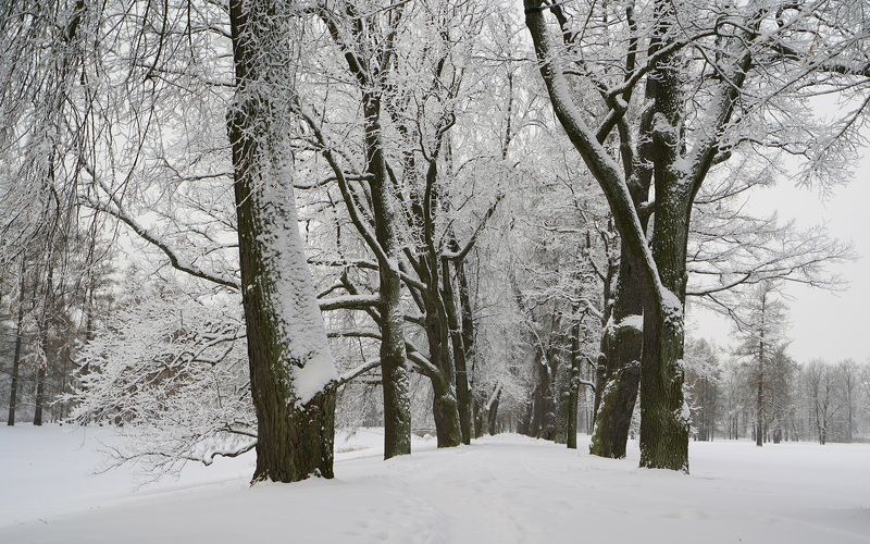Winter фото превью