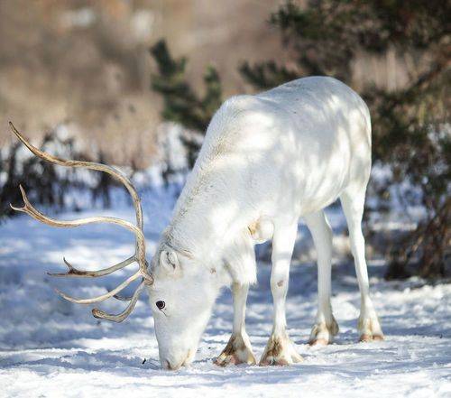 Красавец тундры