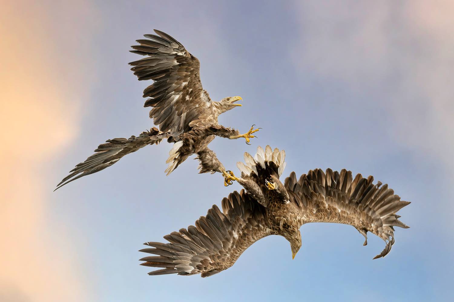 Bielik, ptak, ptak drapiezny, Haliaeetus albicilla, bird of prey, Robert Szmytkowski