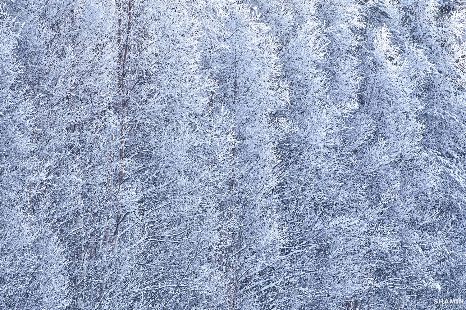 , Константин Шамин