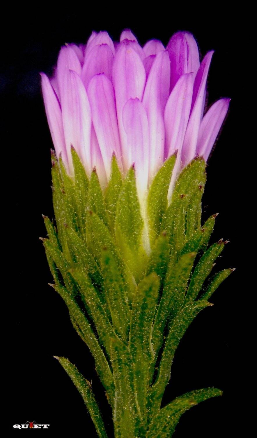 , QUYET NGUYEN TRONG