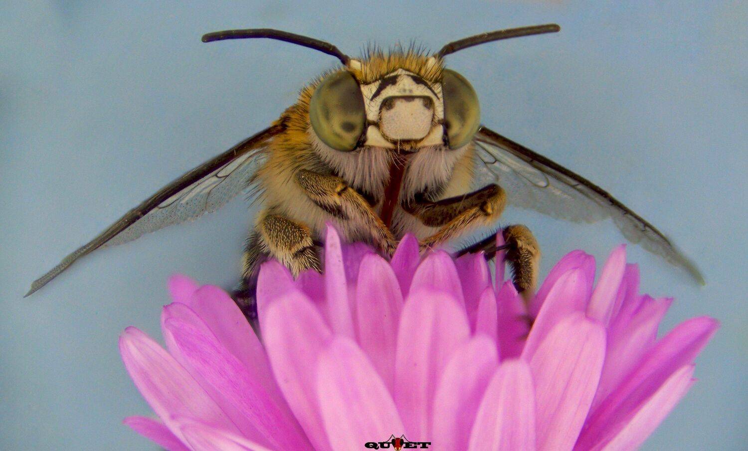 , QUYET NGUYEN TRONG