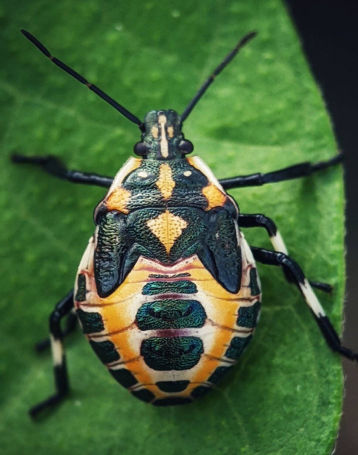 , QUYET NGUYEN TRONG