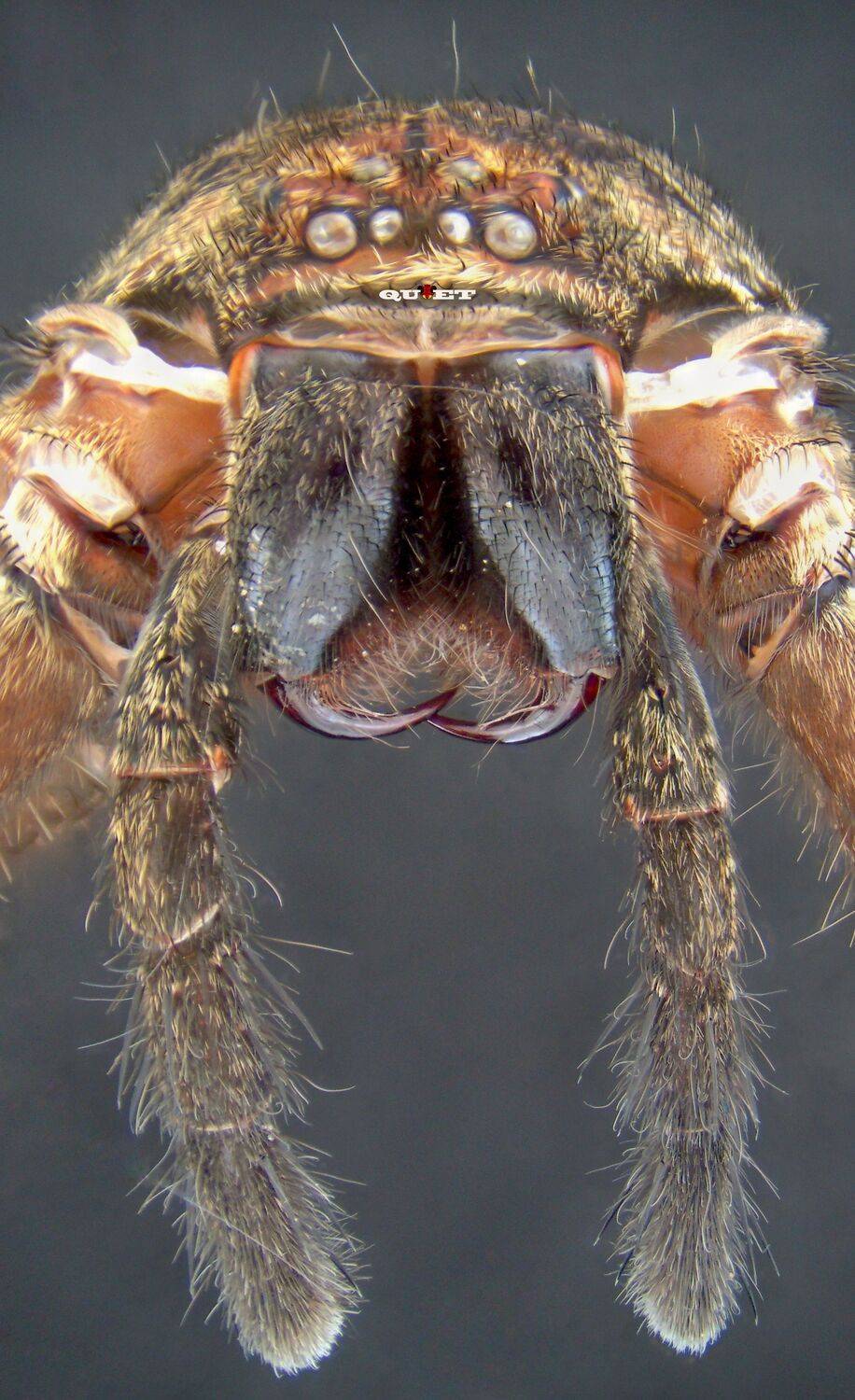 , QUYET NGUYEN TRONG