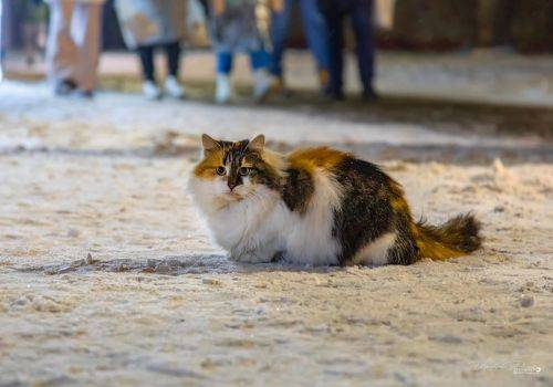 «Зеленоградский уличная кошка»