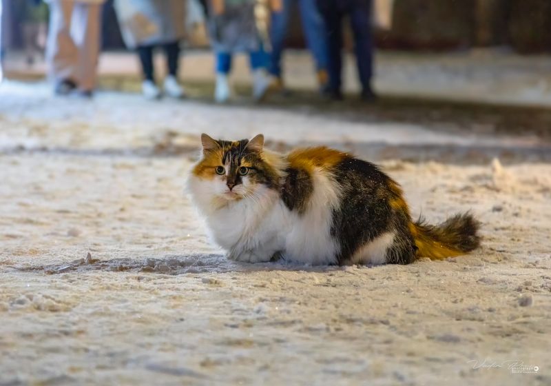 кошка, Зеленоградск, животное, зима, Россия, снег, стрит, улица, фотография, Свирин Вадим, 2022 «Зеленоградский уличная кошка» фото превью