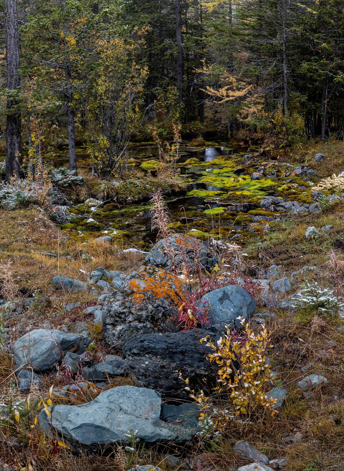 forest, russia, Михаил Конарев