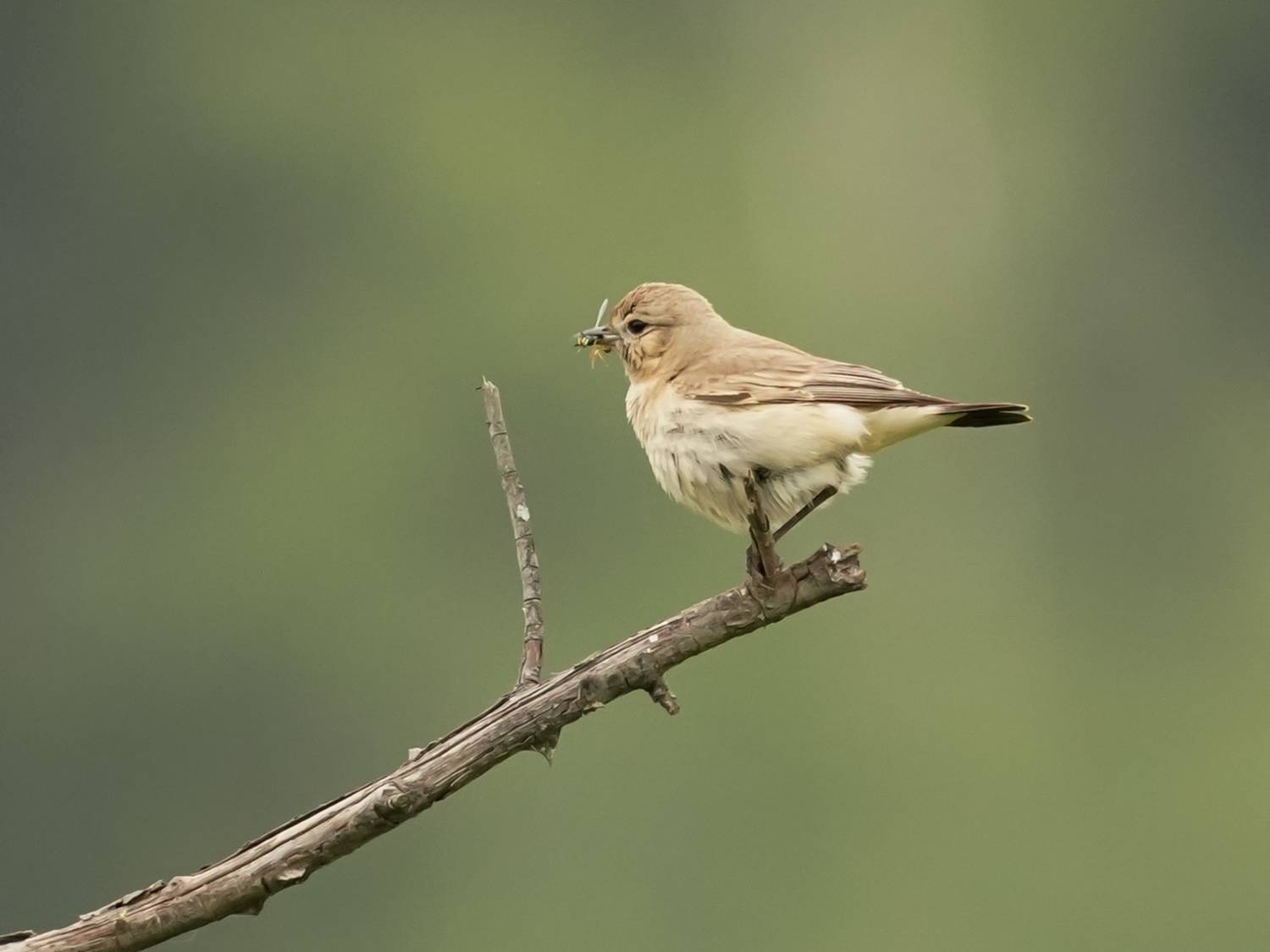 , Красимир Георгиев