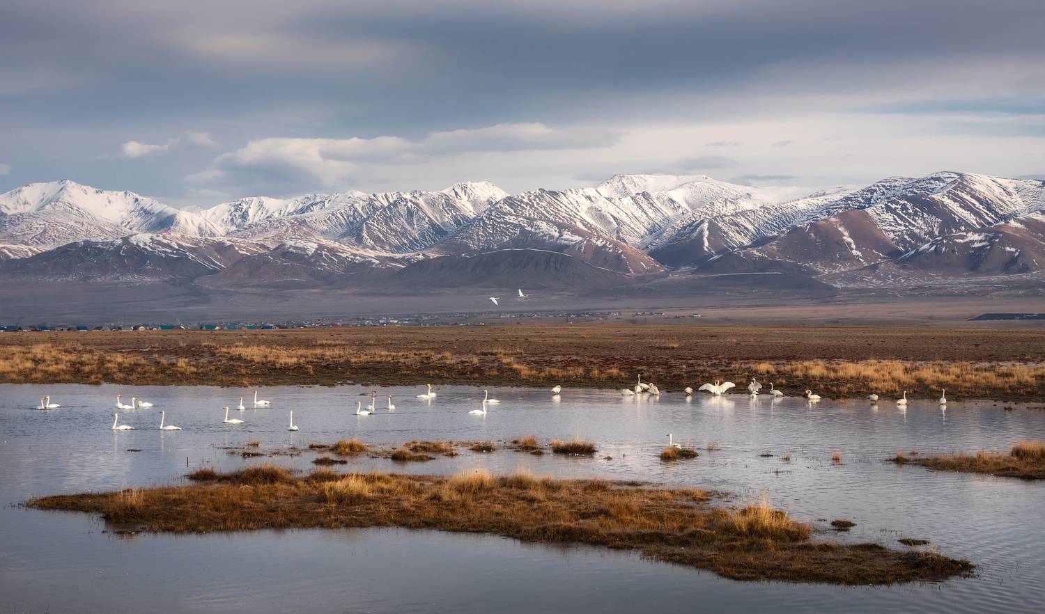 алтай, горный алтай, пейзажи алтая, кош-агачский район, лебеди-кликуны, лебеди, кликуны, осень, горы, осенний алтай, чуйская степь, кош-агач, Рубан Алена