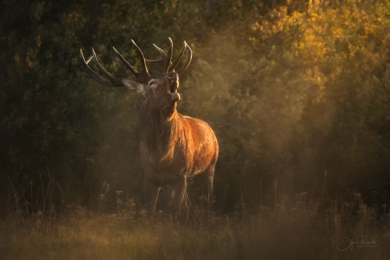 красный бор, беларусь, олень, осенний гон, осень, deer Зов природы фото превью