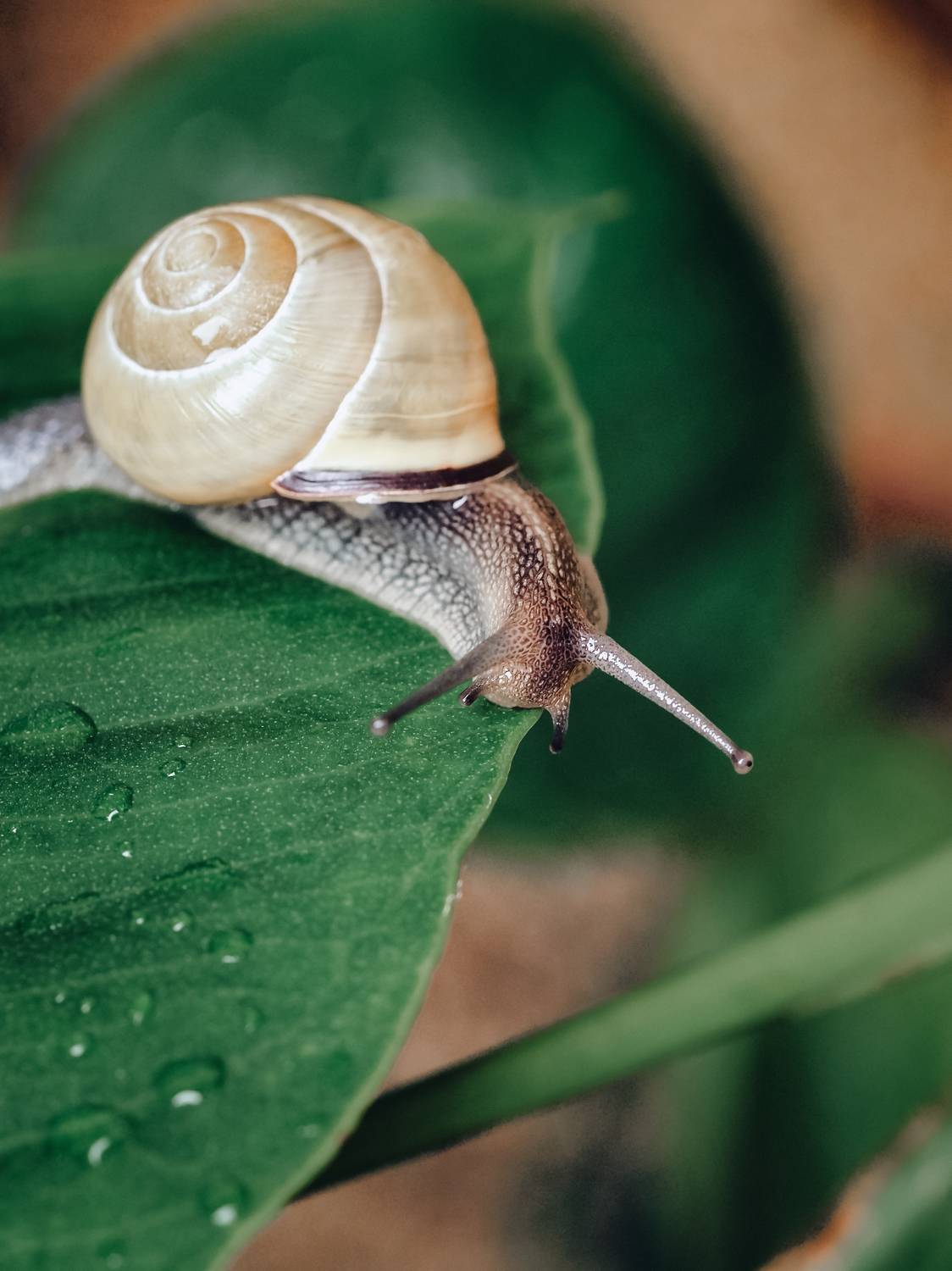 macro, snail, макро, улитка, Протченко Ирина