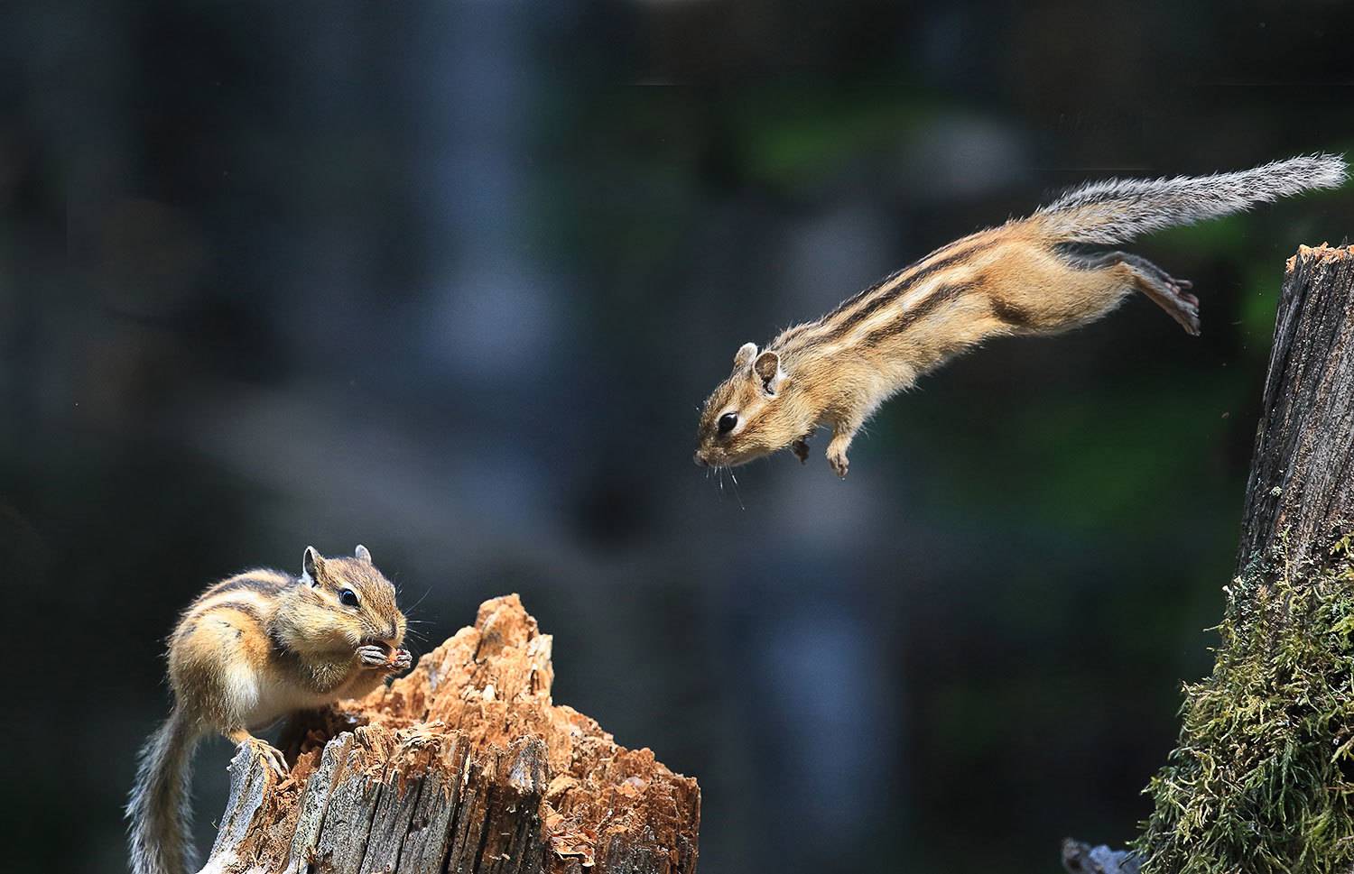 бурундук, Валерий Платонов