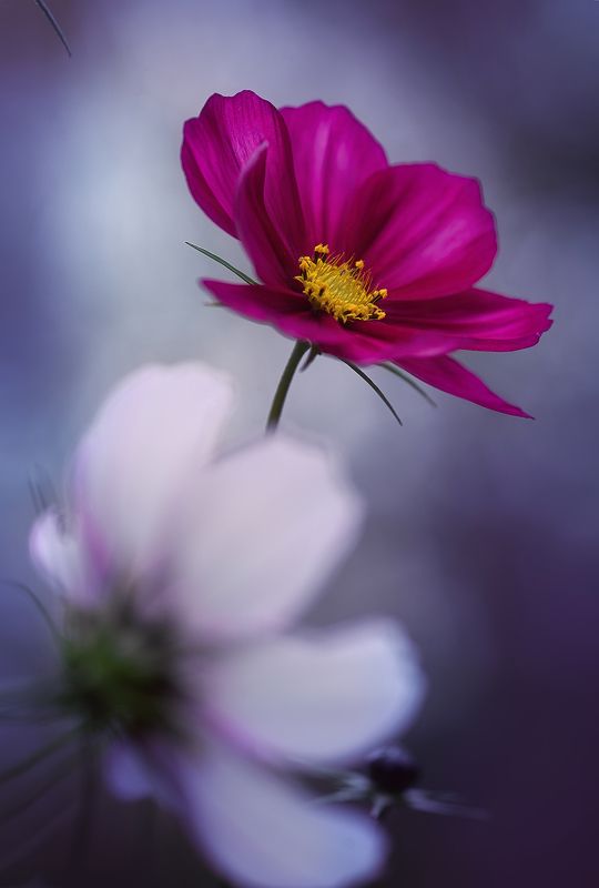 космея, марко, цветы Mystery фото превью