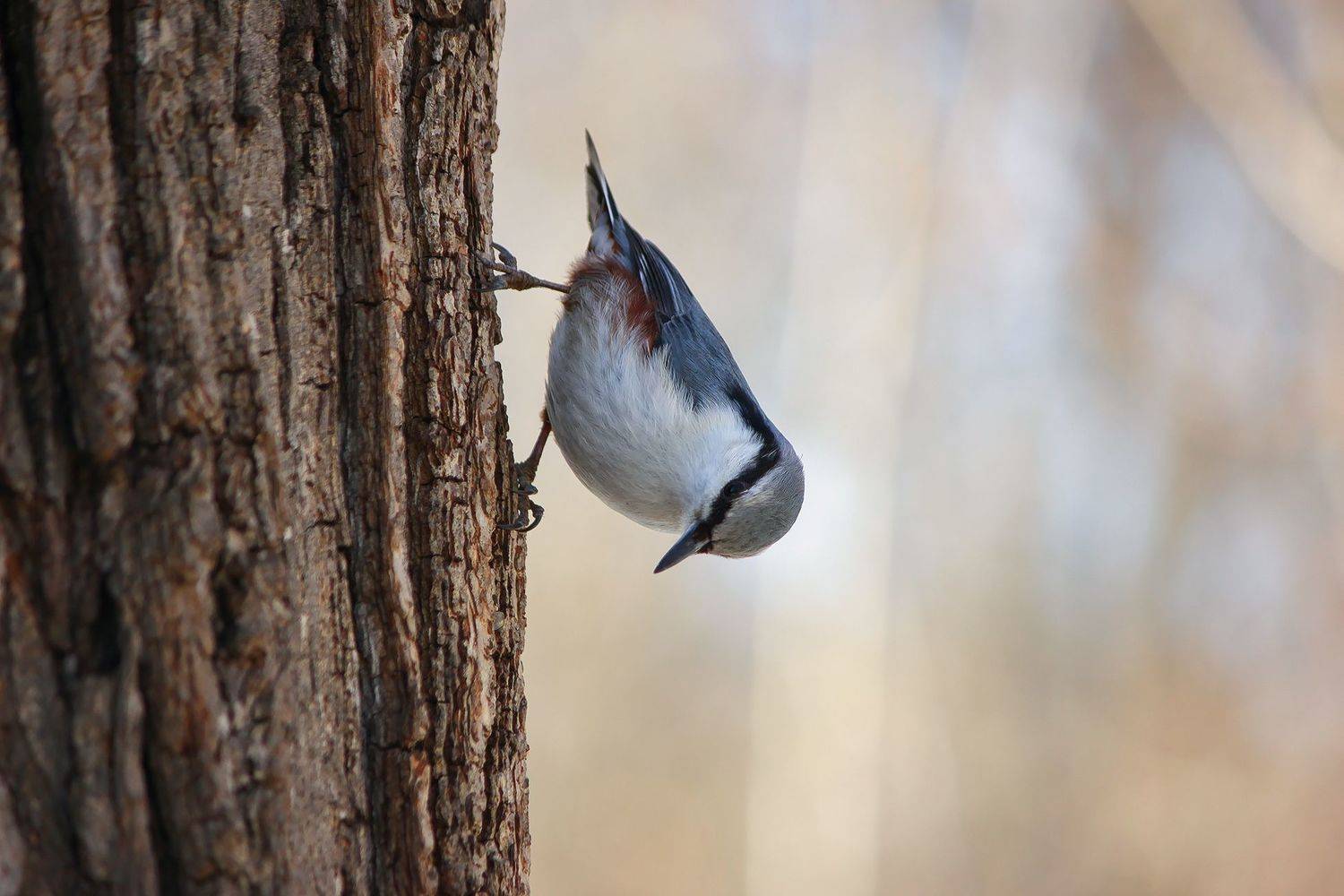 поползень, ямщик, sitta_europaea, КарОл