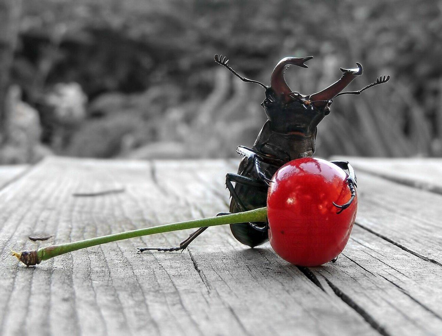 , Савоцкий Роман