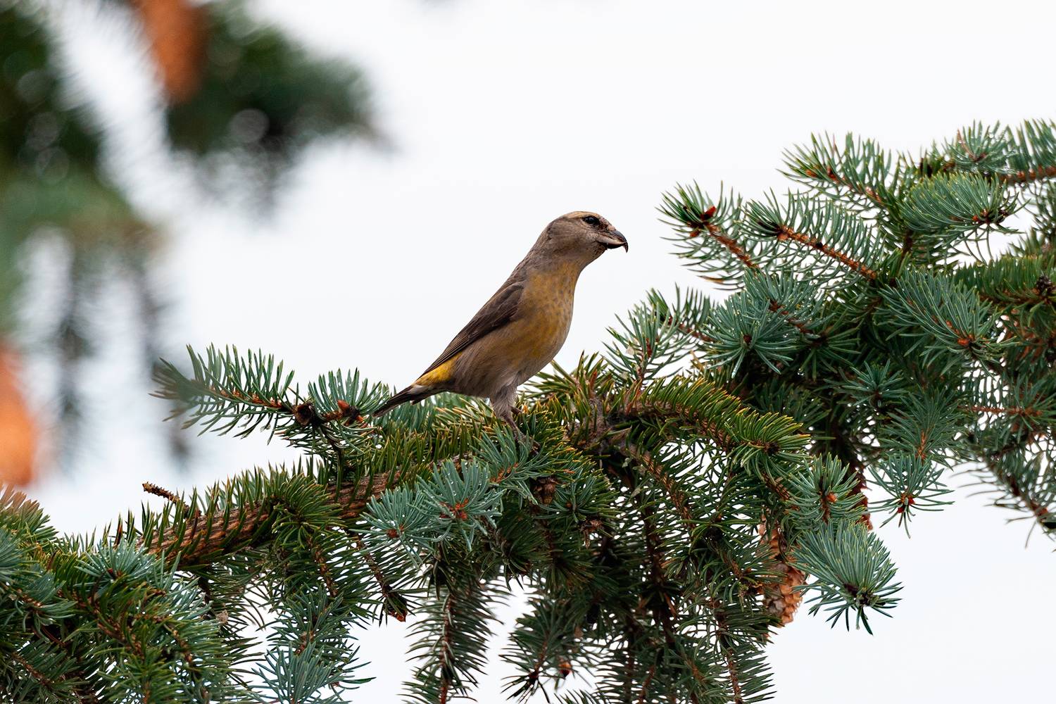клёст-еловик (самка), Стрельцов Виталий