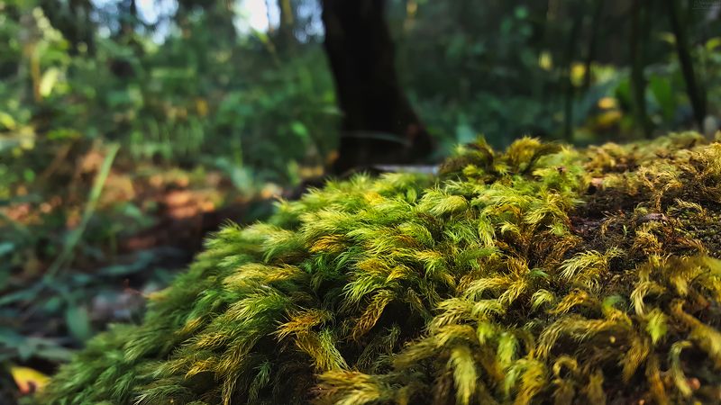 В тропическом лесу Khao Yai National Park фото превью