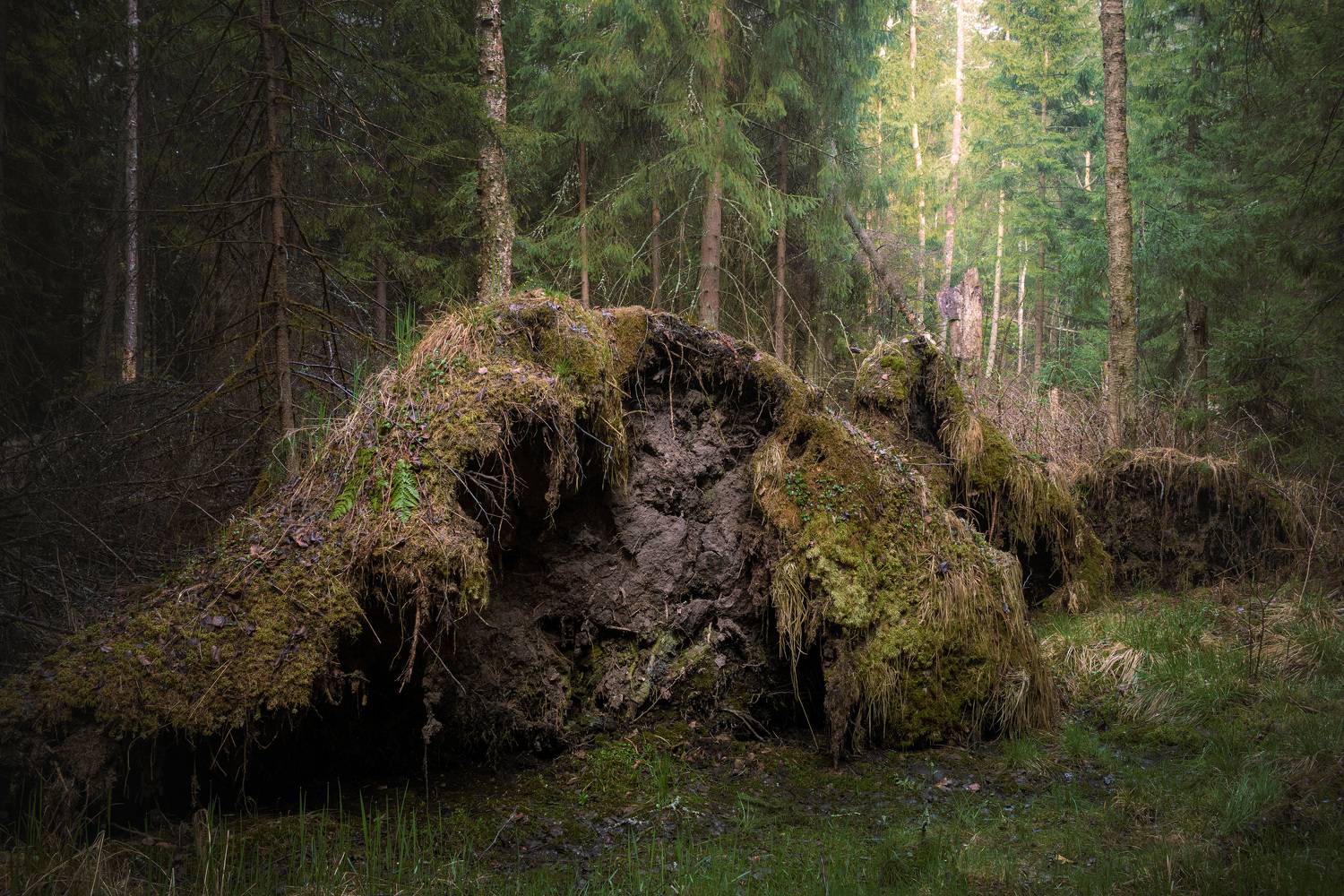 лес, деревья, листва, Валерий Вождаев