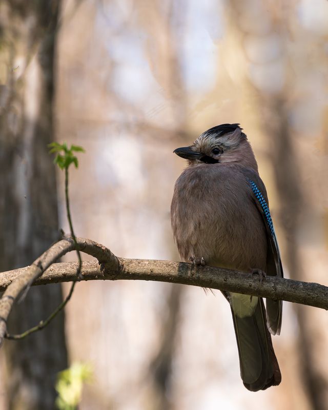 сойка Сойка фото превью