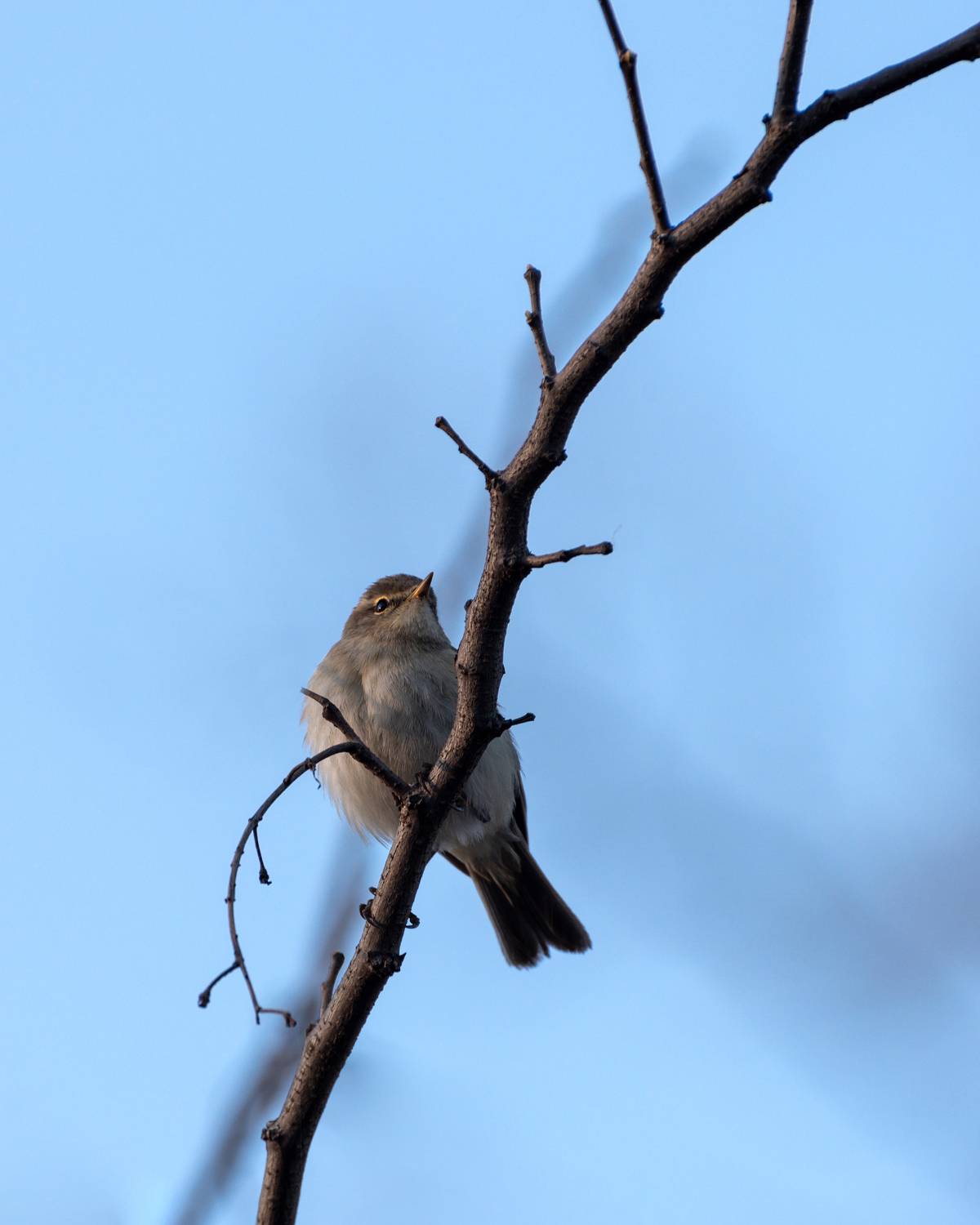 , Алексей Рыльский